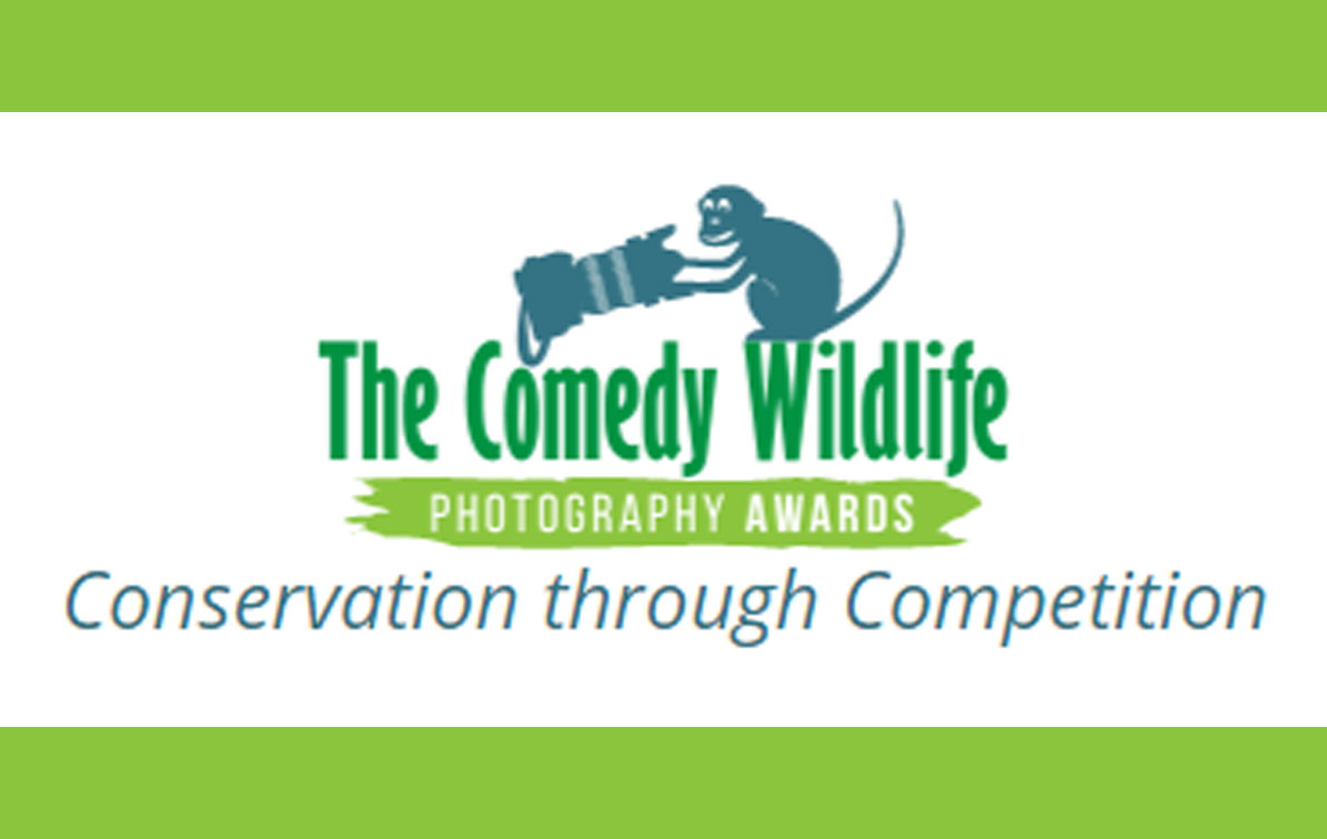 Comedy Wildlife Awards 2023: las imágenes más cómicas entre las fotos finalistas